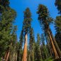 Giant Sequoia 20 Seeds Sequoiadendron Giganteum