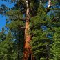 Giant Sequoia 20 Seeds Sequoiadendron Giganteum