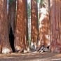 Giant Sequoia 20 Seeds Sequoiadendron Giganteum