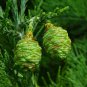 Giant Sequoia 20 Seeds Sequoiadendron Giganteum