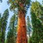 Giant Sequoia 20 Seeds Sequoiadendron Giganteum