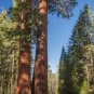 Giant Sequoia 20 Seeds Sequoiadendron Giganteum