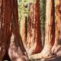 Giant Sequoia 20 Seeds Sequoiadendron Giganteum