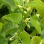 Birthwort 30 Seeds Aristolochia clematitis