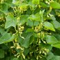 Birthwort 30 Seeds Aristolochia clematitis