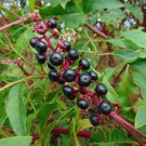 American Pokeweed Phytolacca americana 100 Seeds American Pokeweed Phytolacca americana 100 Seeds