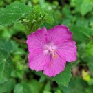 Rock Rose 10 Seeds  Pavonia lasiopetala