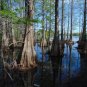 Bald Cypress Taxodium distichum 20 Seeds