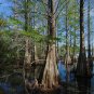 Bald Cypress Taxodium distichum 20 Seeds