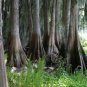 Bald Cypress Taxodium distichum 20 Seeds