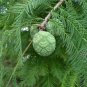 Bald Cypress Taxodium distichum 20 Seeds