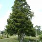 Bald Cypress Taxodium distichum 20 Seeds