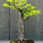 Bald Cypress Taxodium distichum 20 Seeds