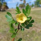 Big Caltrop Kallstroemia maxima 10 Seeds