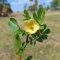 Big Caltrop Kallstroemia maxima 10 Seeds