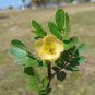 Big Caltrop Kallstroemia maxima 10 Seeds
