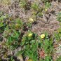 Big Caltrop Kallstroemia maxima 10 Seeds
