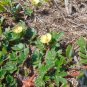 Big Caltrop Kallstroemia maxima 10 Seeds