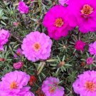 Pink Moss Rose 100 Seeds Portulaca grandiflora Pink Moss Rose 100 Seeds Portulaca grandiflora