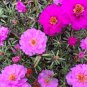 Pink Moss Rose 100 Seeds Portulaca grandiflora