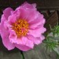 Pink Moss Rose 100 Seeds Portulaca grandiflora