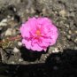Pink Moss Rose 100 Seeds Portulaca grandiflora
