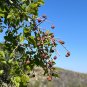 Netleaf Hackberry Celtis reticulata 20 Seeds