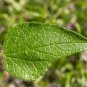 Netleaf Hackberry Celtis reticulata 20 Seeds