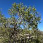 Netleaf Hackberry Celtis reticulata 20 Seeds