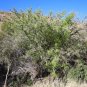 Netleaf Hackberry Celtis reticulata 20 Seeds
