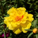 Yellow Moss Rose 100 Seeds Portulaca grandiflora Yellow Moss Rose 100 Seeds Portulaca grandiflora