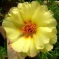 Yellow Moss Rose 100 Seeds Portulaca grandiflora