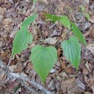 Wild Yam 10 Seeds Dioscorea villosa Wild Yam 10 Seeds Dioscorea villosa