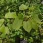 Wild Yam  10 Seeds  Dioscorea villosa