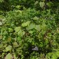 Wild Yam  10 Seeds  Dioscorea villosa
