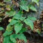 Wild Yam  10 Seeds  Dioscorea villosa
