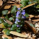 Bugleweed 200 Seeds Ajuga reptans Bugleweed 200 Seeds Ajuga reptans