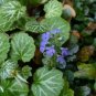 Bugleweed 200 Seeds Ajuga reptans