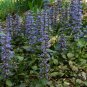 Bugleweed 200 Seeds Ajuga reptans