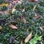 Bugleweed 200 Seeds Ajuga reptans