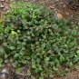 Bugleweed 200 Seeds Ajuga reptans