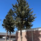 Arizona Cypress 100 Seeds Cupressus arizonica Arizona Cypress 100 Seeds Cupressus arizonica