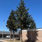 Arizona Cypress 100 Seeds Cupressus arizonica