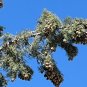 Arizona Cypress 100 Seeds Cupressus arizonica
