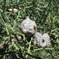 Arizona Cypress 100 Seeds Cupressus arizonica