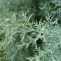 Arizona Cypress 100 Seeds Cupressus arizonica