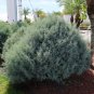 Arizona Cypress 100 Seeds Cupressus arizonica