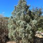 Arizona Cypress 100 Seeds Cupressus arizonica