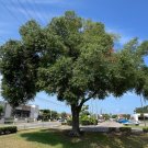 Laurel Oak 20 Seeds Quercus hemisphaerica Laurel Oak 20 Seeds Quercus hemisphaerica