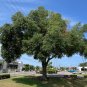 Laurel Oak 20 Seeds Quercus hemisphaerica